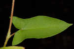 Halberdleaf tearthumb